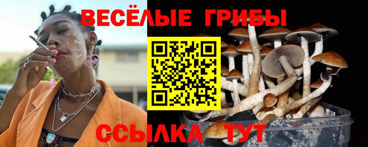 Галлюциногенные грибы Psilocybe  Вход с VPN  закладки  Галлюциногенные грибы Psilocybe  Стрежевой 